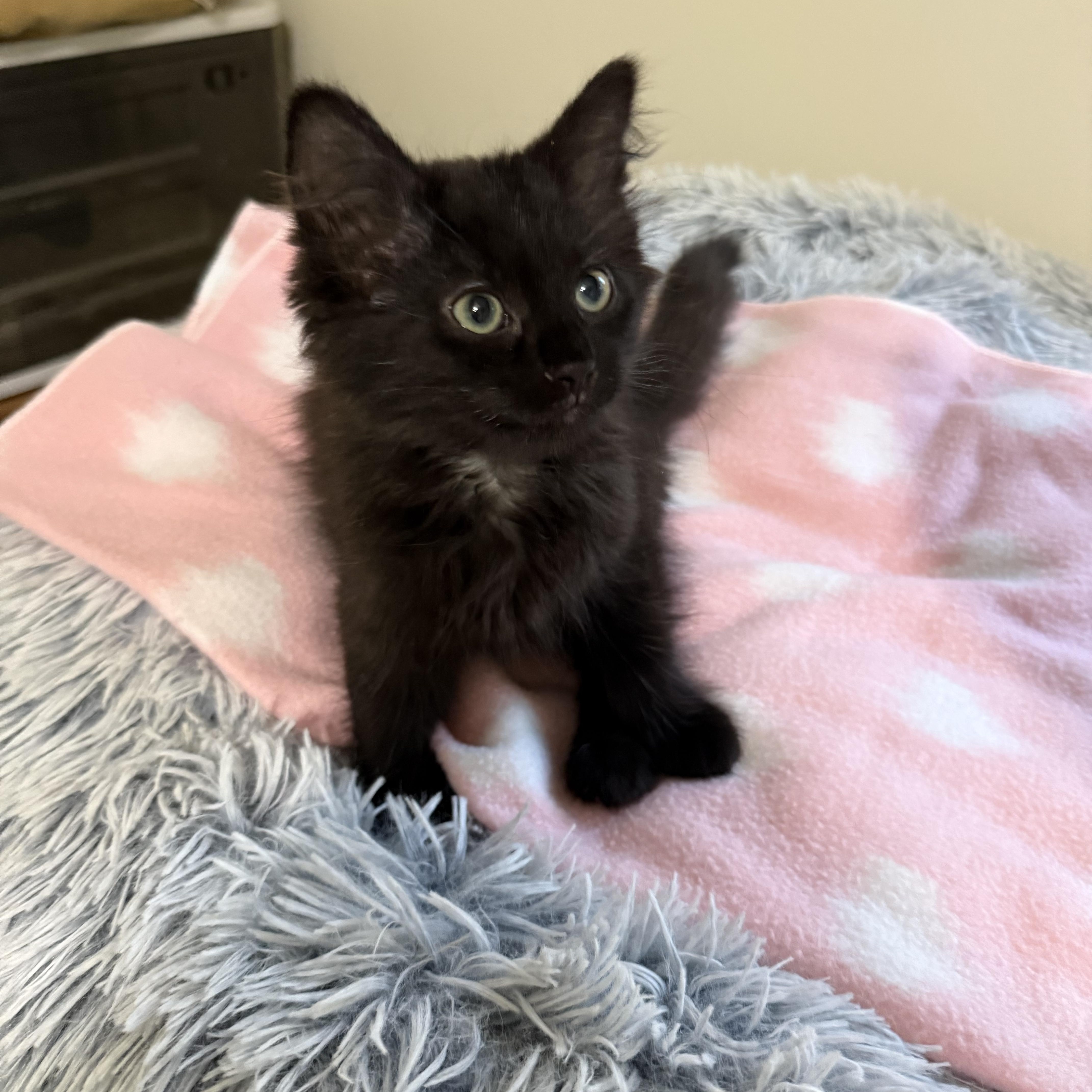 Nina, a ADOPTABLE Domestic Medium Hair in South Lyon, MI image 4/5