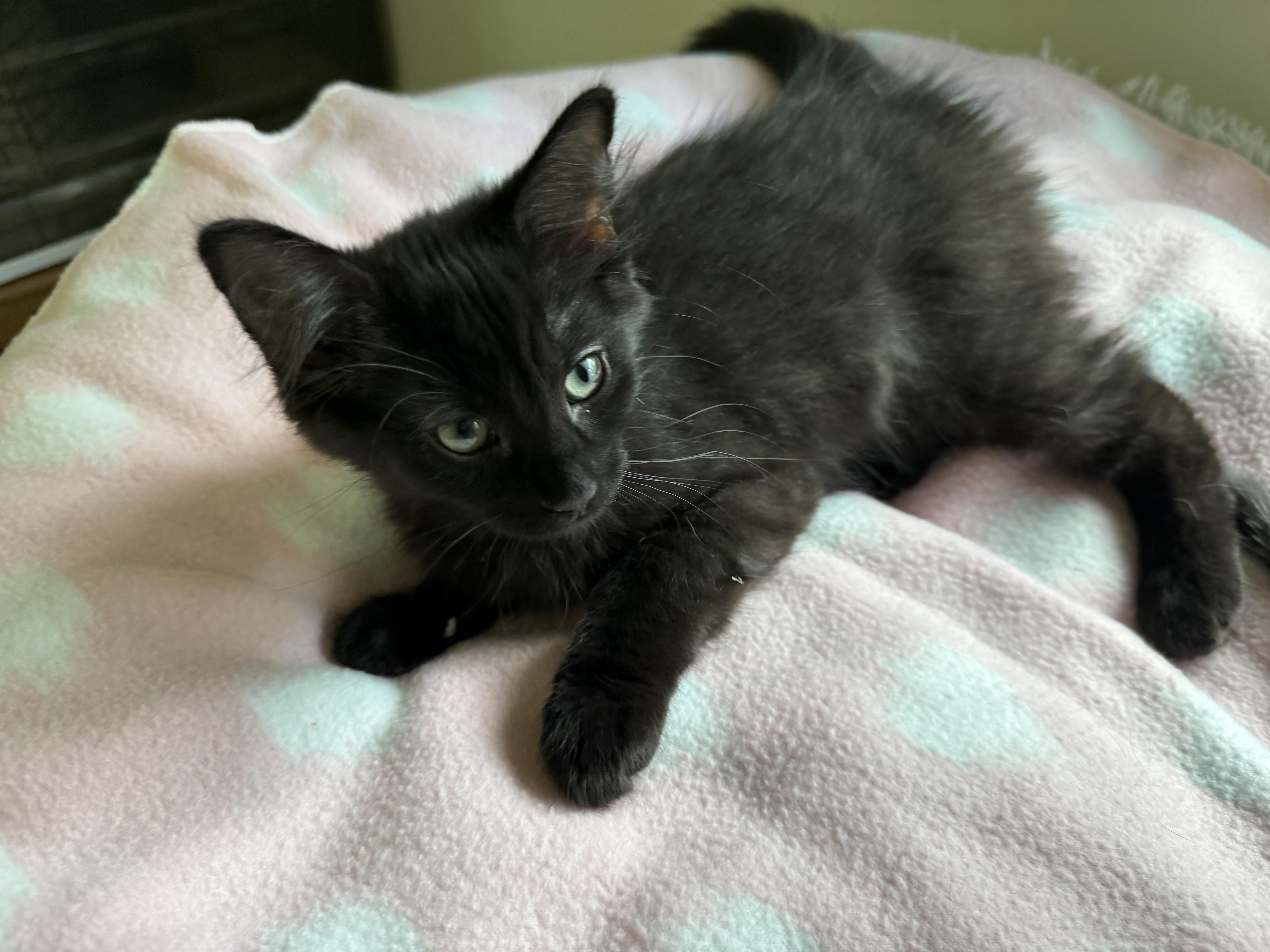Nina, a ADOPTABLE Domestic Medium Hair in South Lyon, MI image 5/5