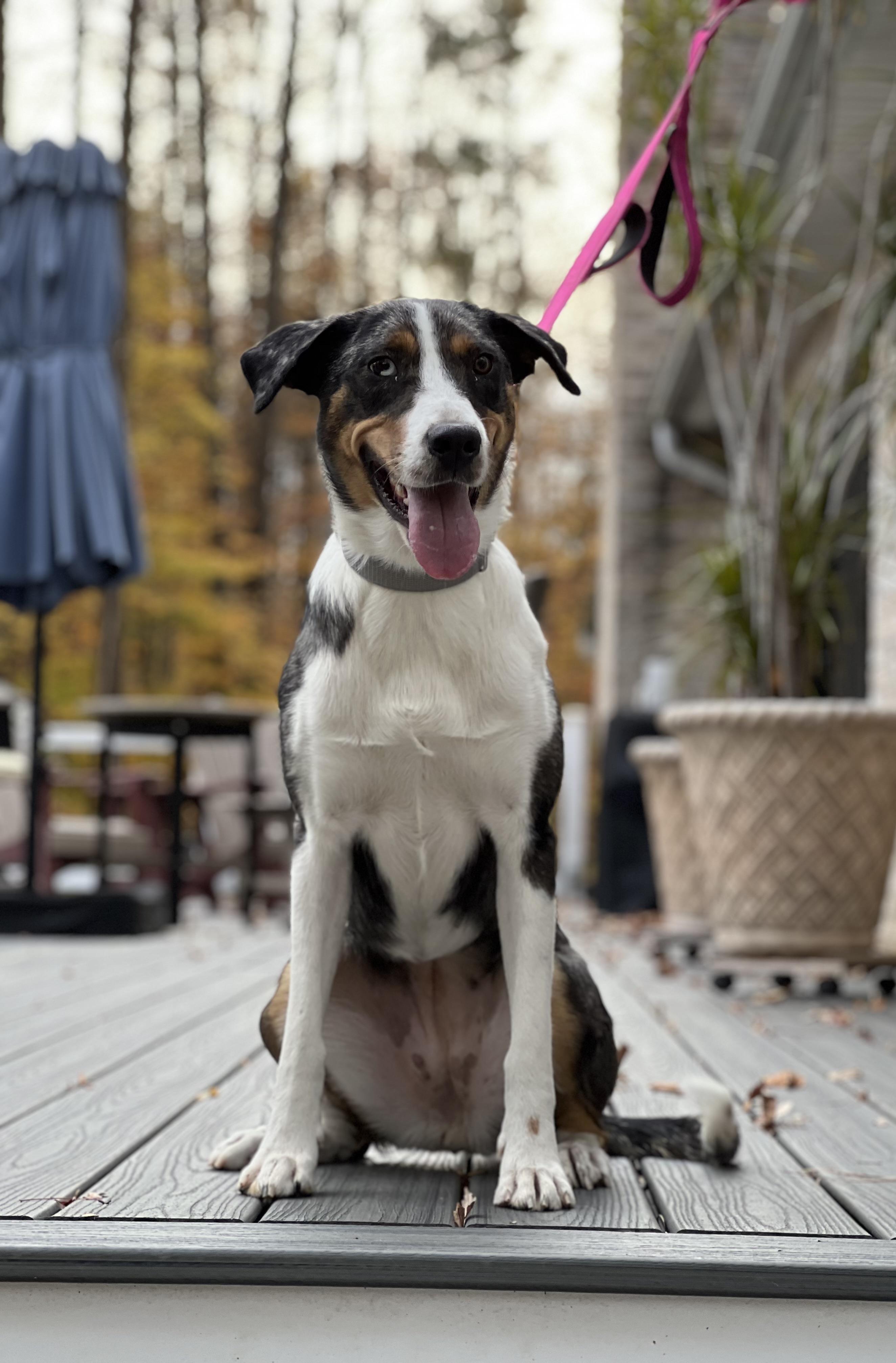 Freckles, ADOPTABLE, Adult Female Australian Shepherd.