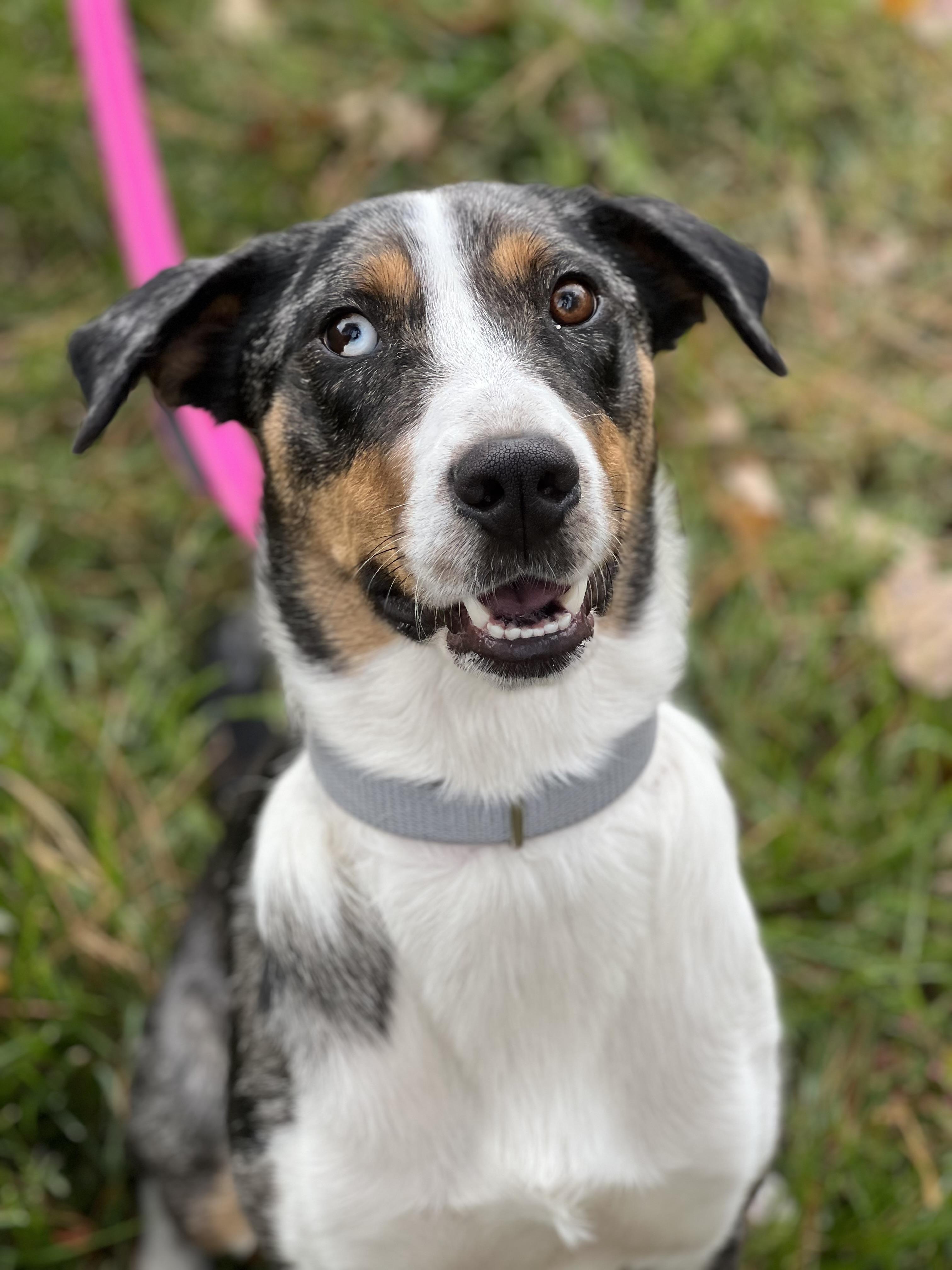 Freckles, ADOPTABLE, Adult Female Australian Shepherd.