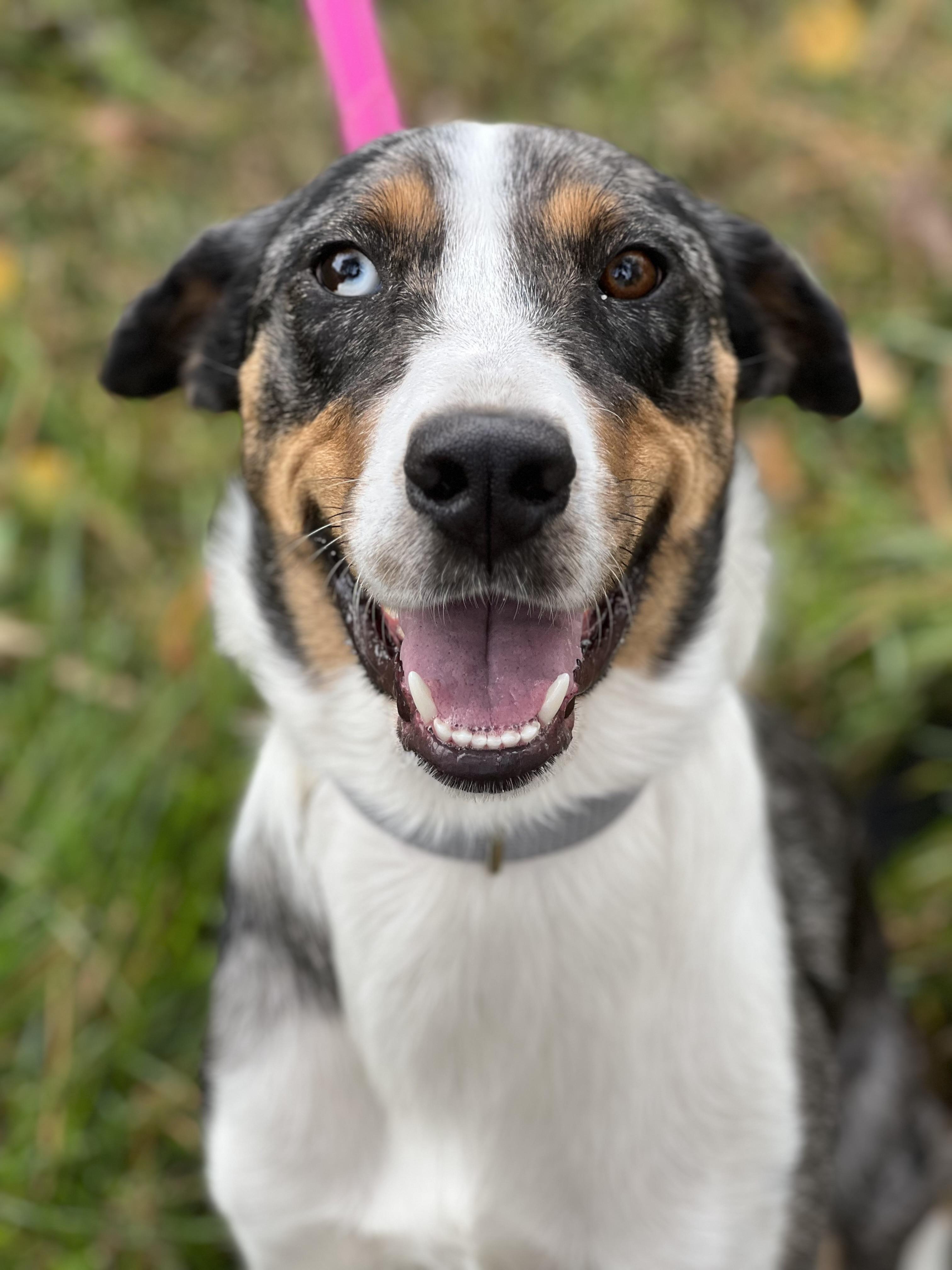 Enlarge Freckles, a ADOPTABLE mixed breed in Hughesville, MD image 3/3
