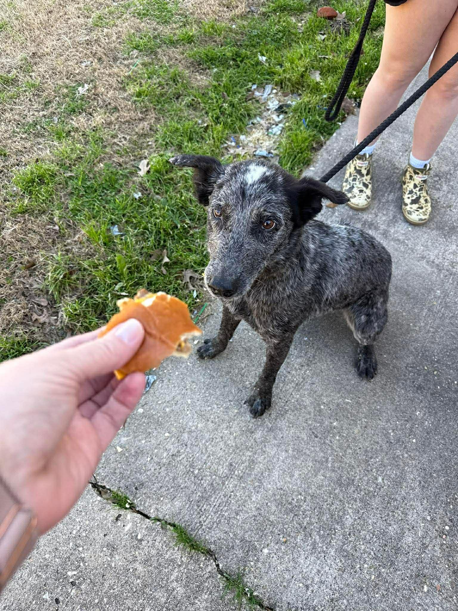 Ruger 2, Adoptable, Adult Male Australian Cattle Dog / Blue Heeler.