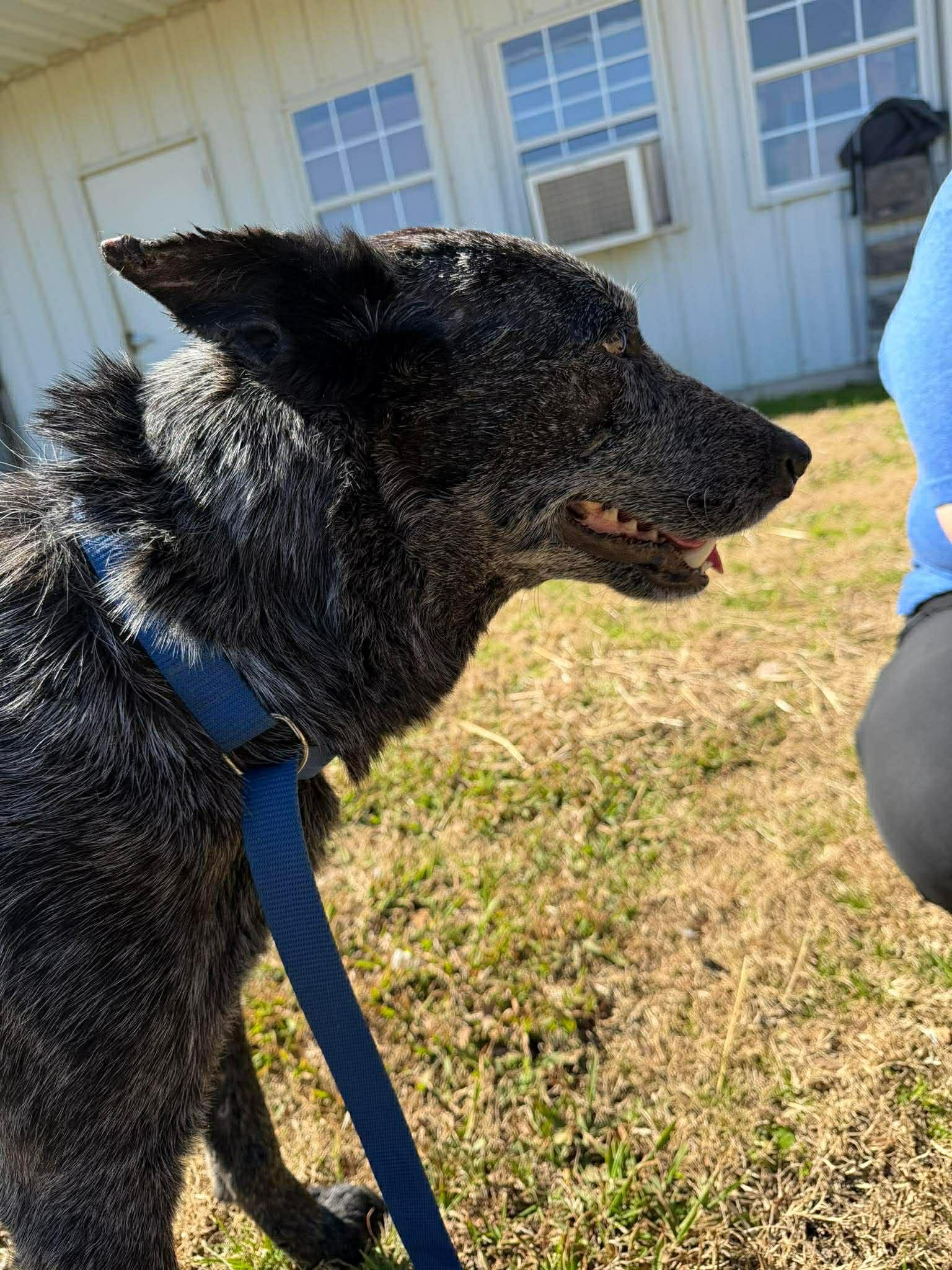 Enlarge Ruger 2, a Adoptable Australian Cattle Dog / Blue Heeler in Bradenton, FL image 2/6