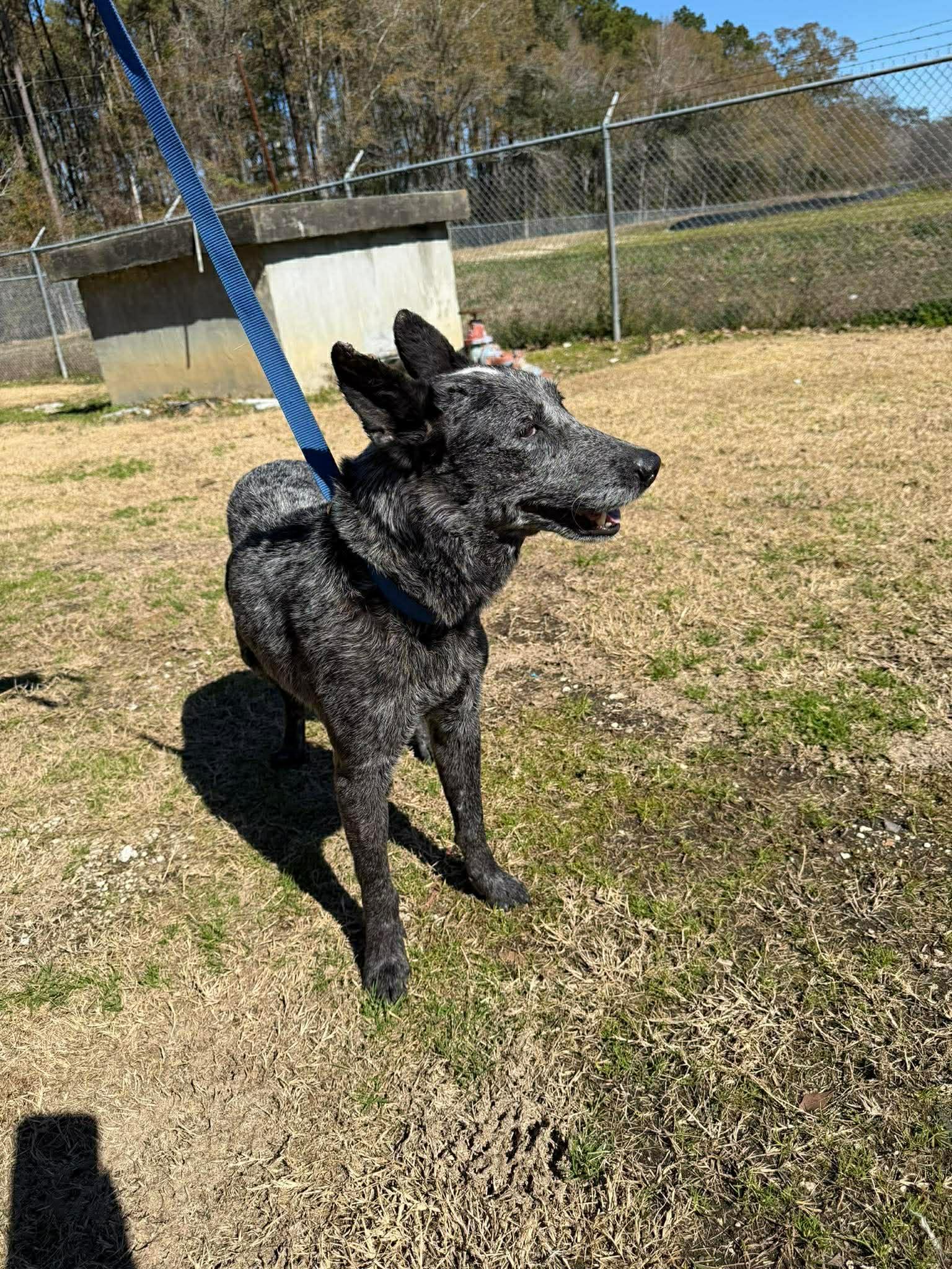 Enlarge Ruger 2, a Adoptable Australian Cattle Dog / Blue Heeler in Bradenton, FL image 3/6