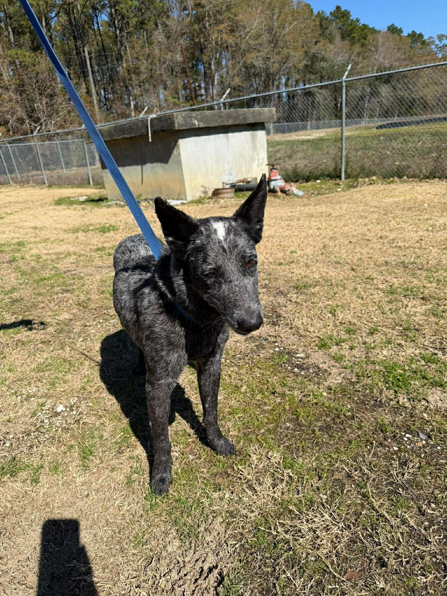 Ruger 2, a Adoptable Australian Cattle Dog / Blue Heeler in Bradenton, FL image 5/6