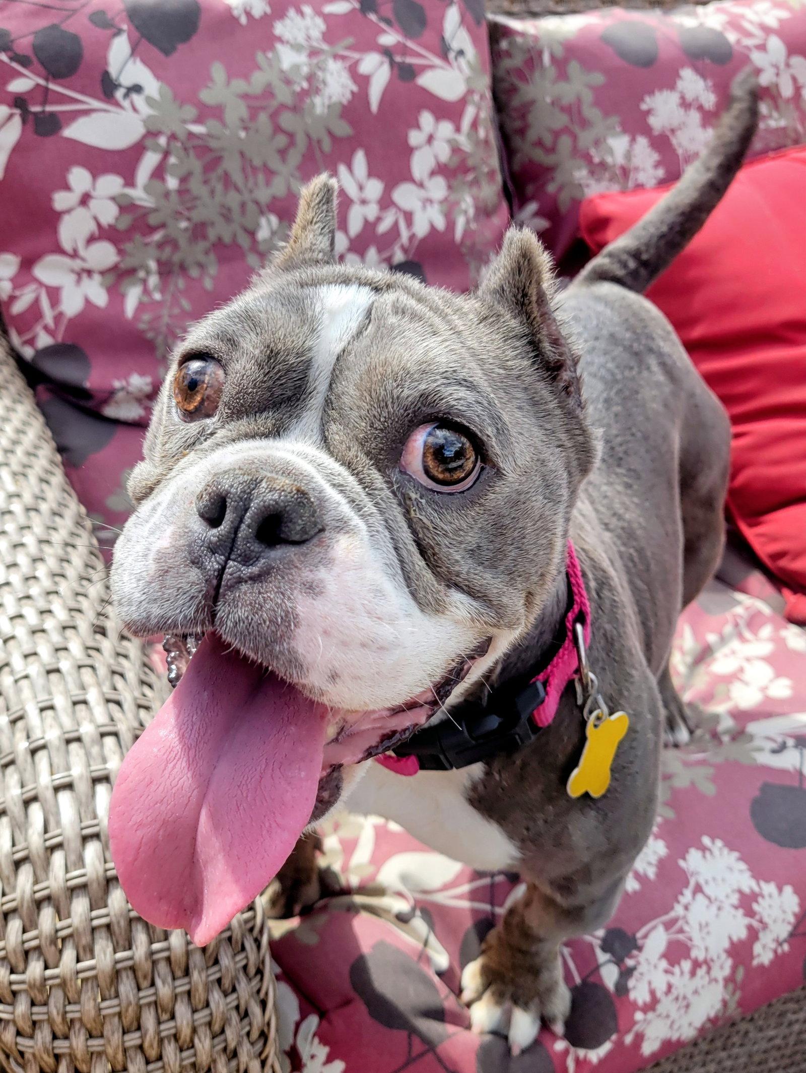 Toadette, Adoptable, Senior Female Pit Bull Terrier.