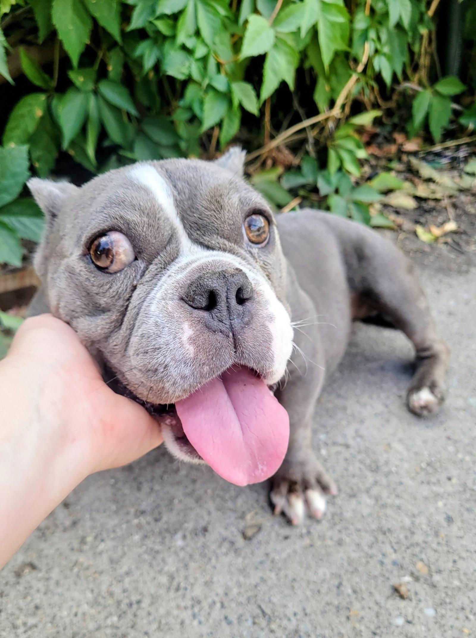 Enlarge Toadette, a Adoptable Pit Bull Terrier in Salt Lake City, UT image 2/3