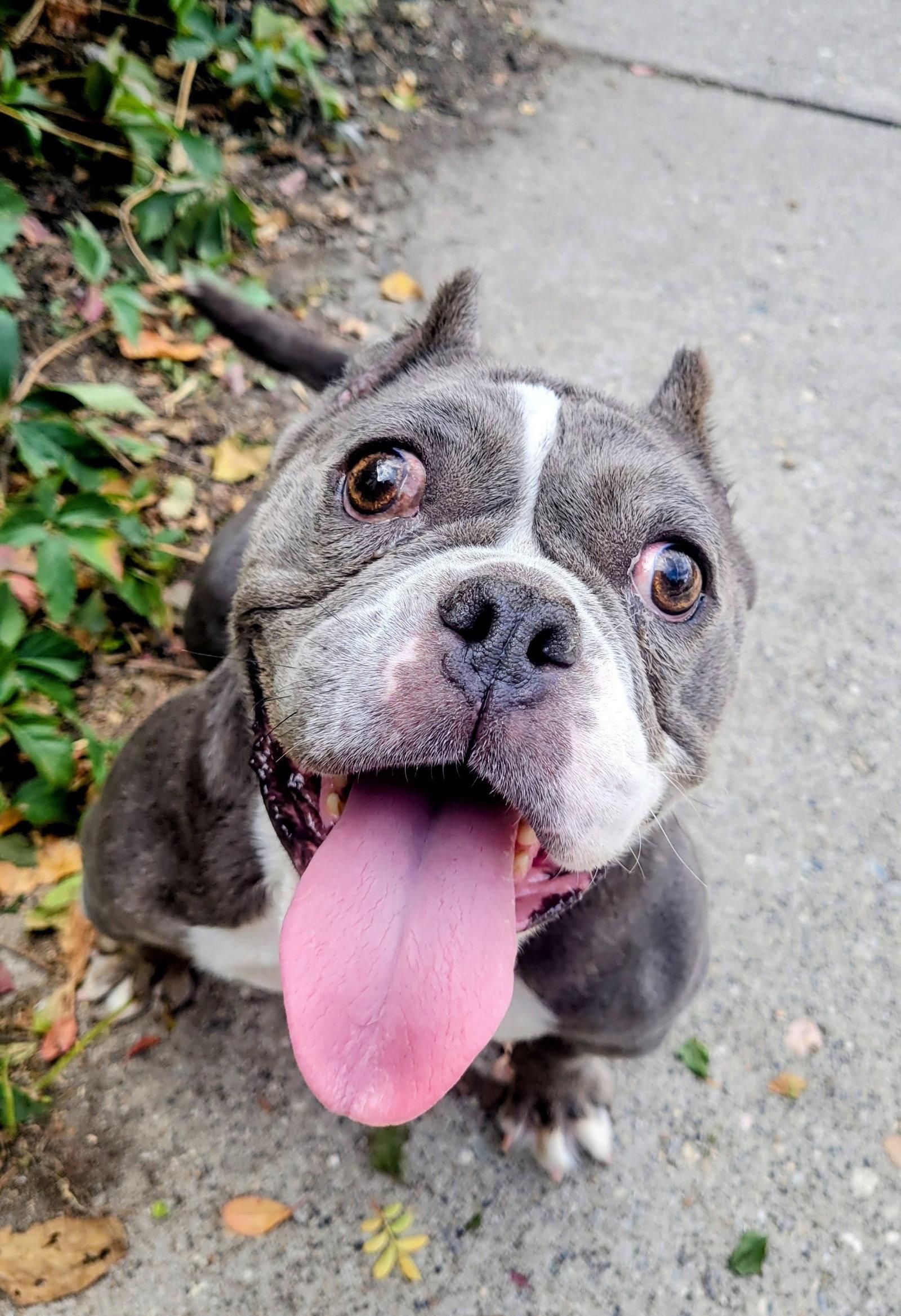 Enlarge Toadette, a Adoptable Pit Bull Terrier in Salt Lake City, UT image 3/3
