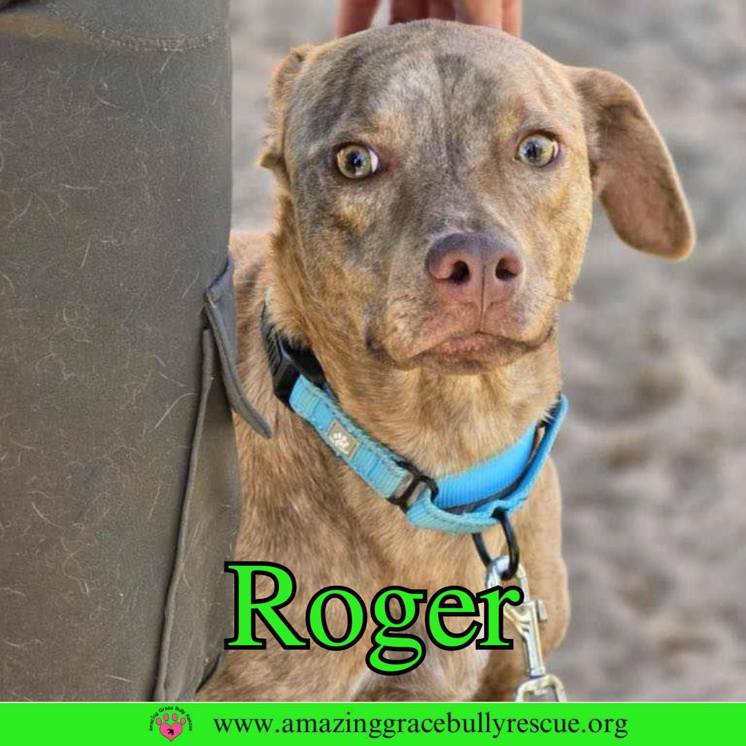 Enlarge Roger, a Adoptable Hound in Pensacola, FL image 1/3