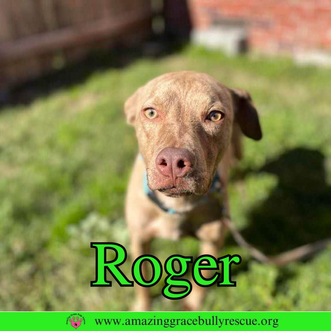 Enlarge Roger, a Adoptable Hound in Pensacola, FL image 2/3