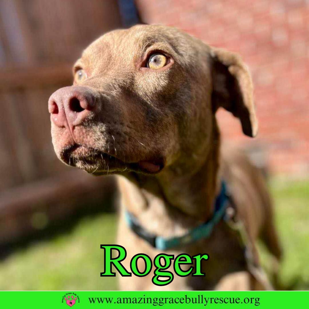 Roger, Adoptable, Young Male Hound.