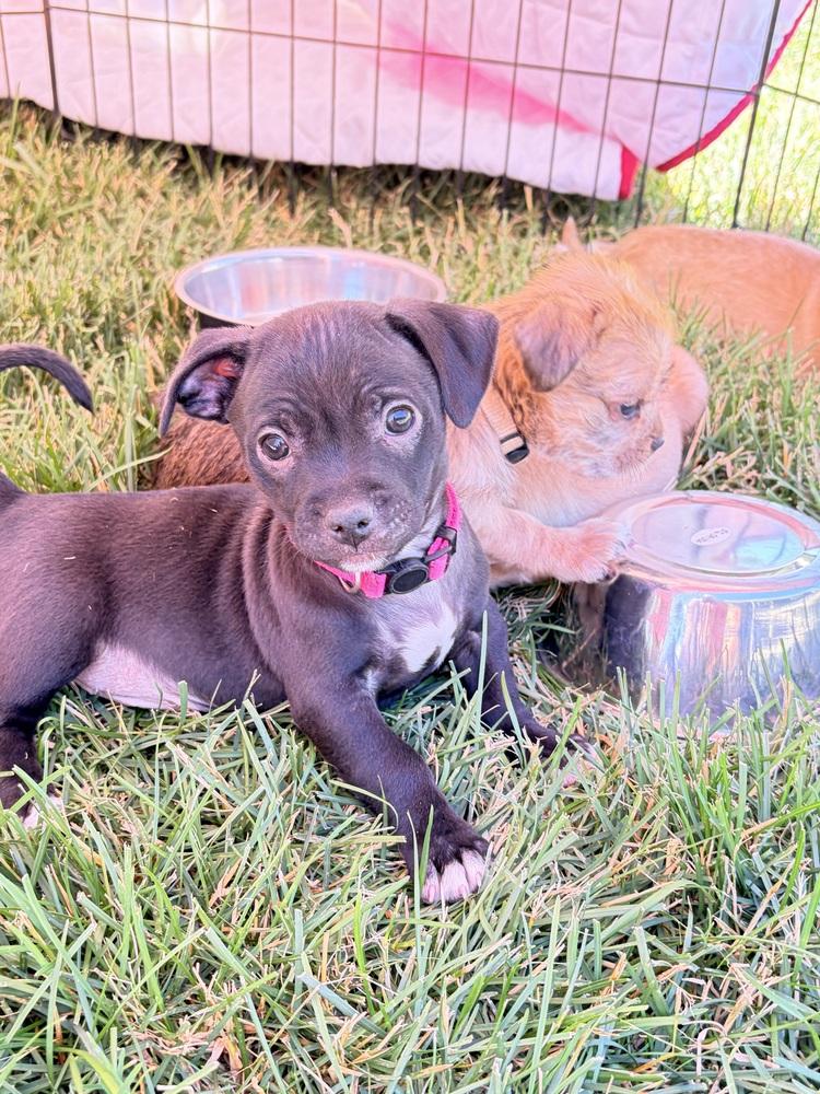Betsy Ross, Adoptable, Puppy Female Schnauzer & Poodle.