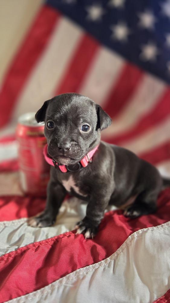 Betsy Ross, a Adoptable mixed breed in Spokane, WA image 2/5
