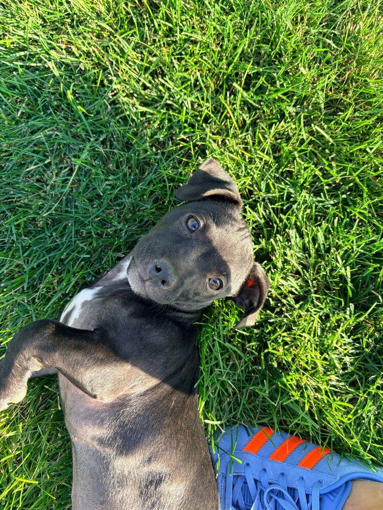 Betsy Ross, a Adoptable mixed breed in Spokane, WA image 4/5