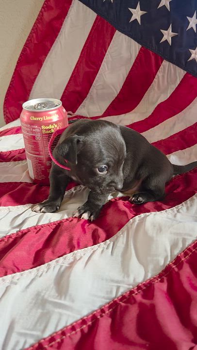 Enlarge Betsy Ross, a Adoptable mixed breed in Spokane, WA video 5/5