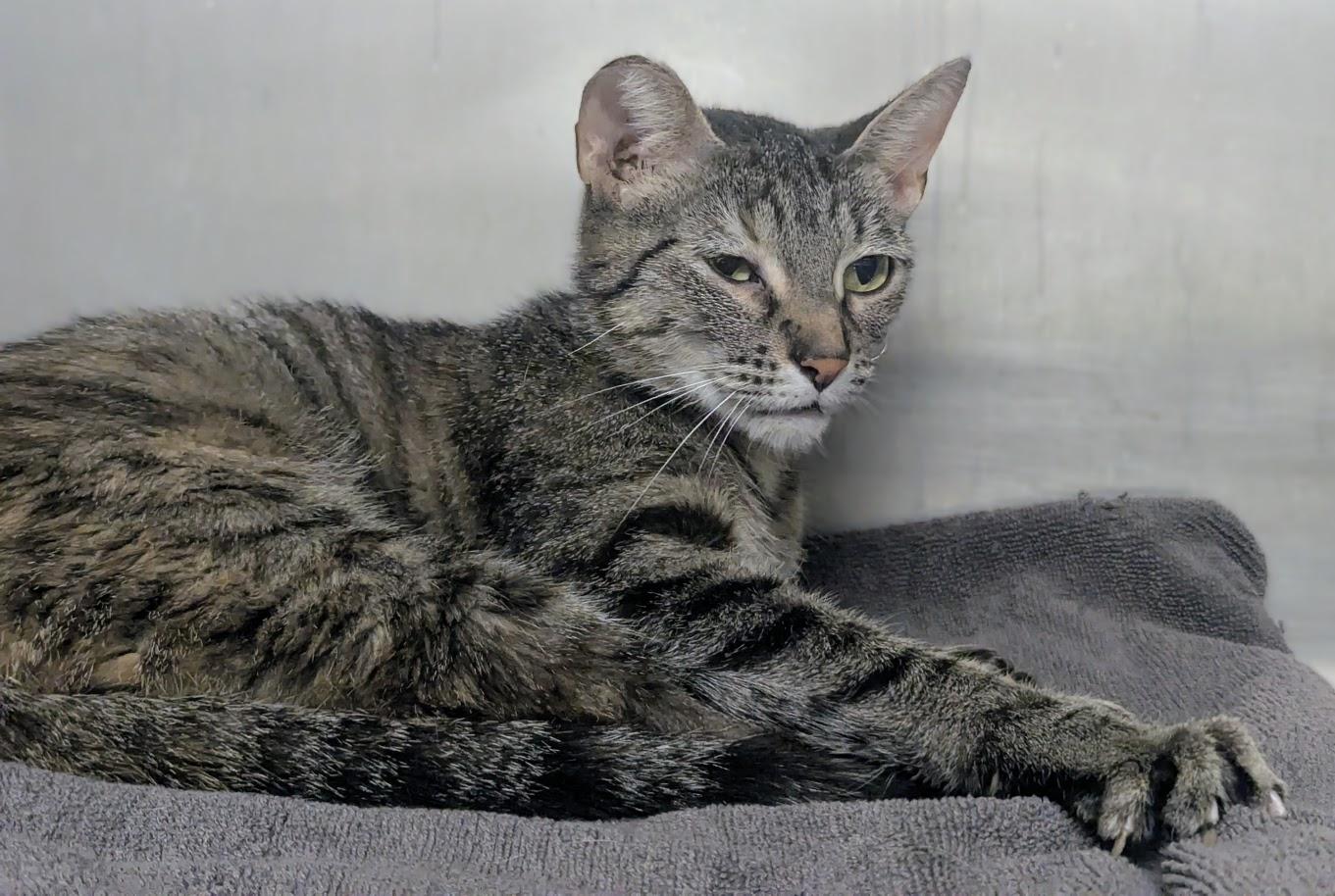 Enlarge Twiggy, an adopted Domestic Short Hair in Springfield, IL image 2/2