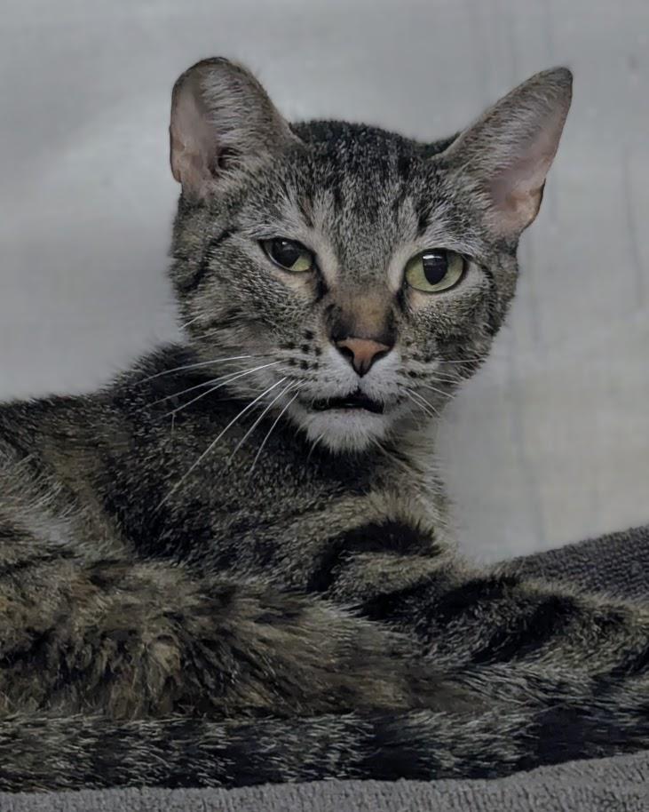 Twiggy, adopted, Young Female Domestic Short Hair.