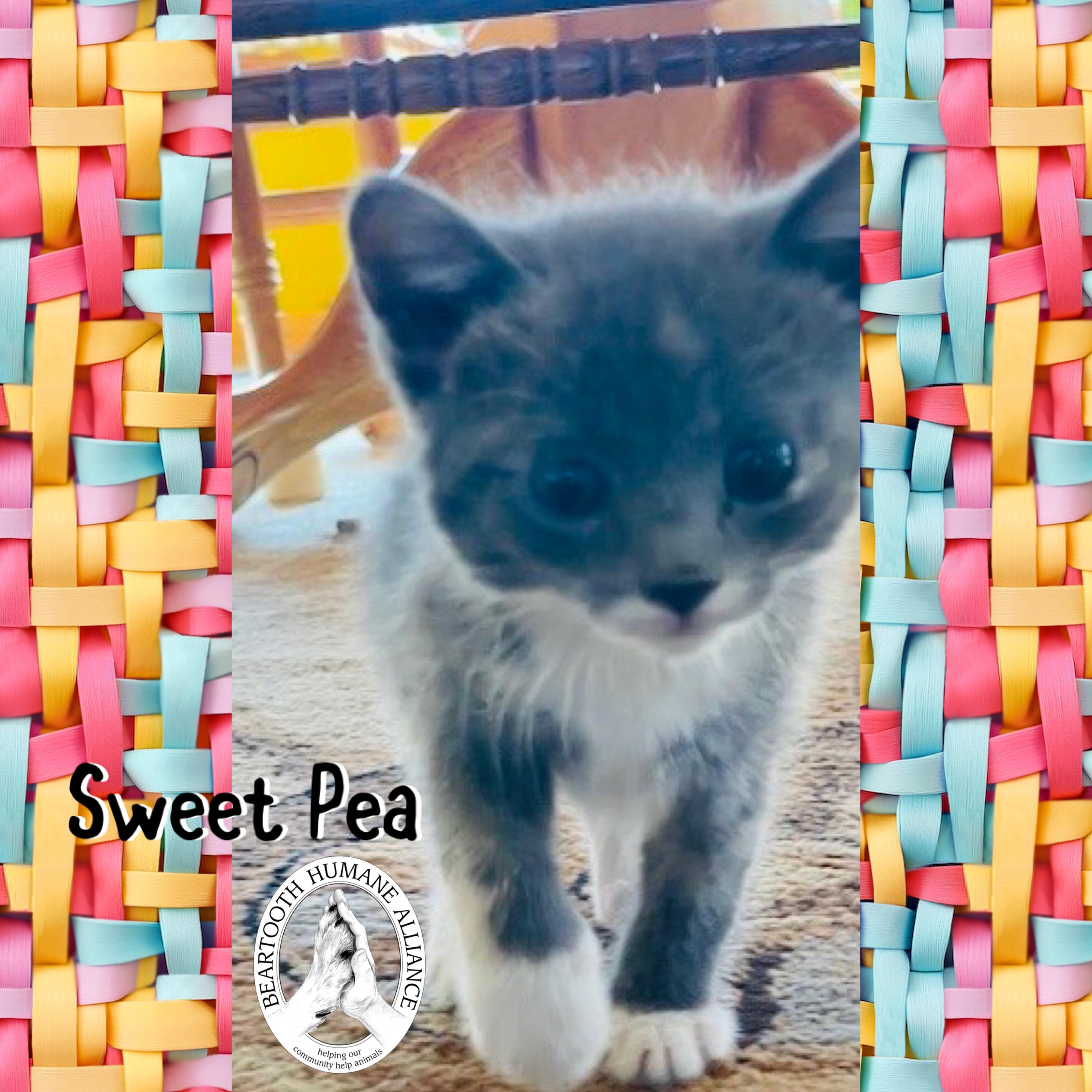 Sweet Pea