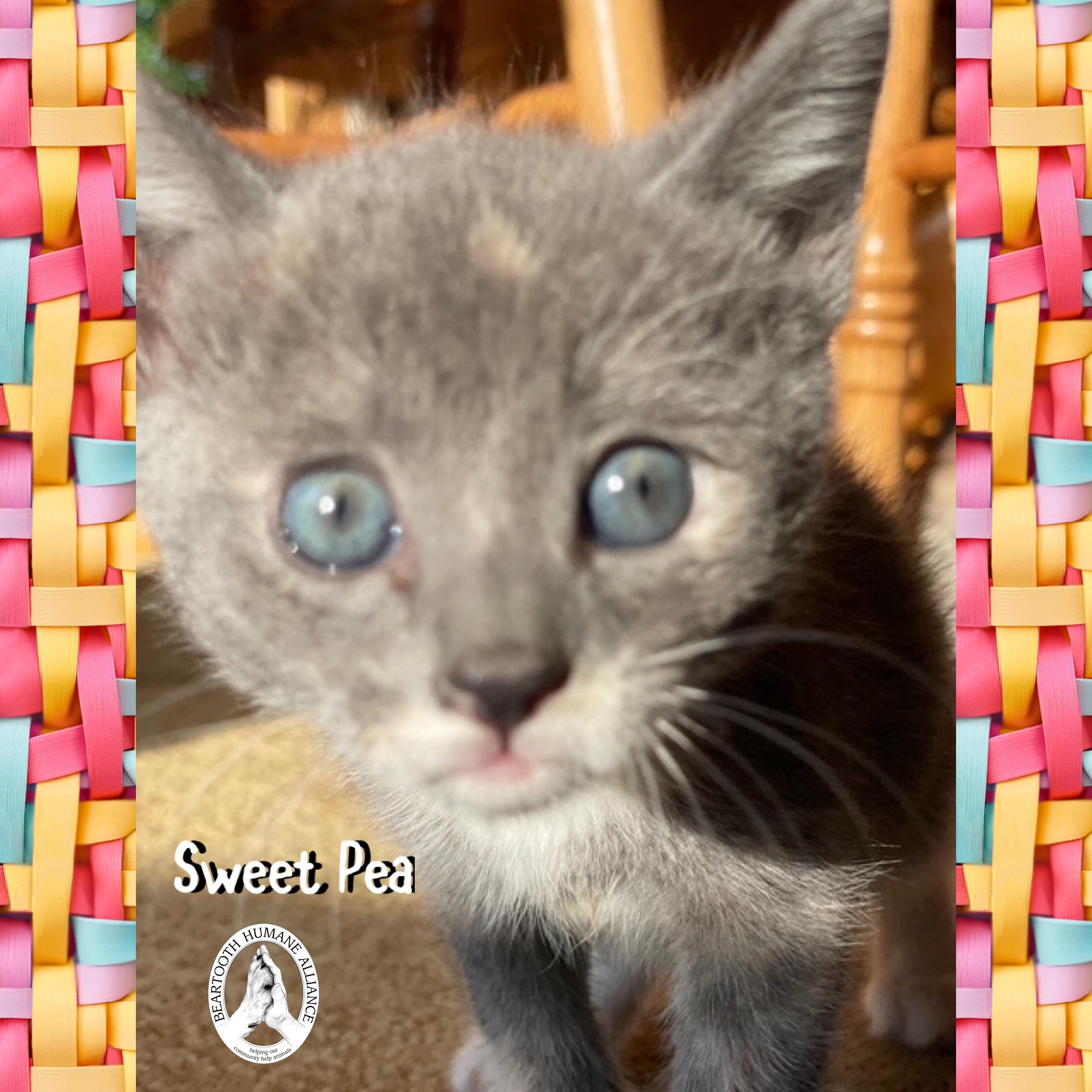 Sweet Pea photo 2
