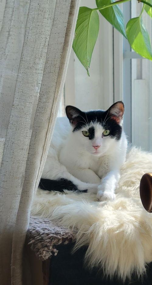 Lilo, Willow Grove Area, (FCID 04/03/2025-136), Adoptable, Young Female Domestic Short Hair.