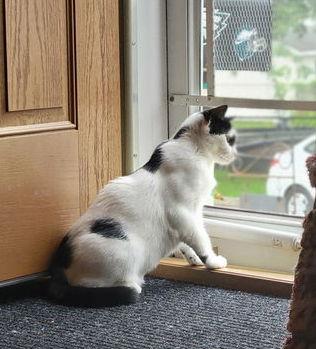 Enlarge Lilo, Willow Grove Area, (FCID 04/03/2025-136), a Adoptable Domestic Short Hair in Willow Grove, PA image 2/3