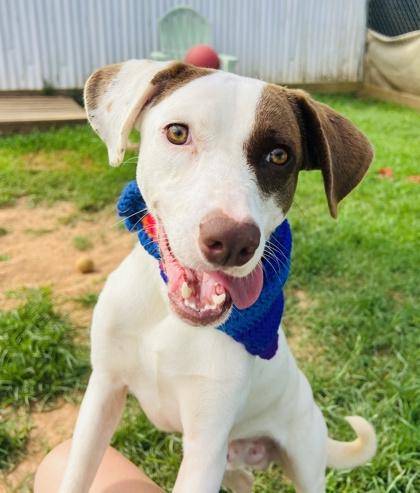 Gilligan $50 Fostered, Adoptable, Young Male Labrador Retriever & Mixed Breed.
