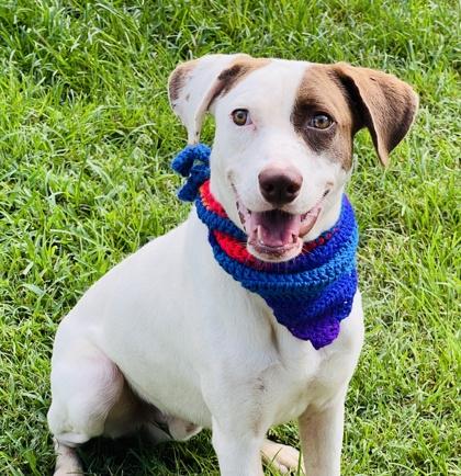Enlarge Gilligan $50 Fostered, a Adoptable mixed breed in Seneca, SC image 2/3