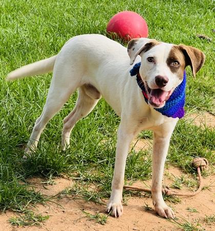 Enlarge Gilligan $50 Fostered, a Adoptable mixed breed in Seneca, SC image 3/3