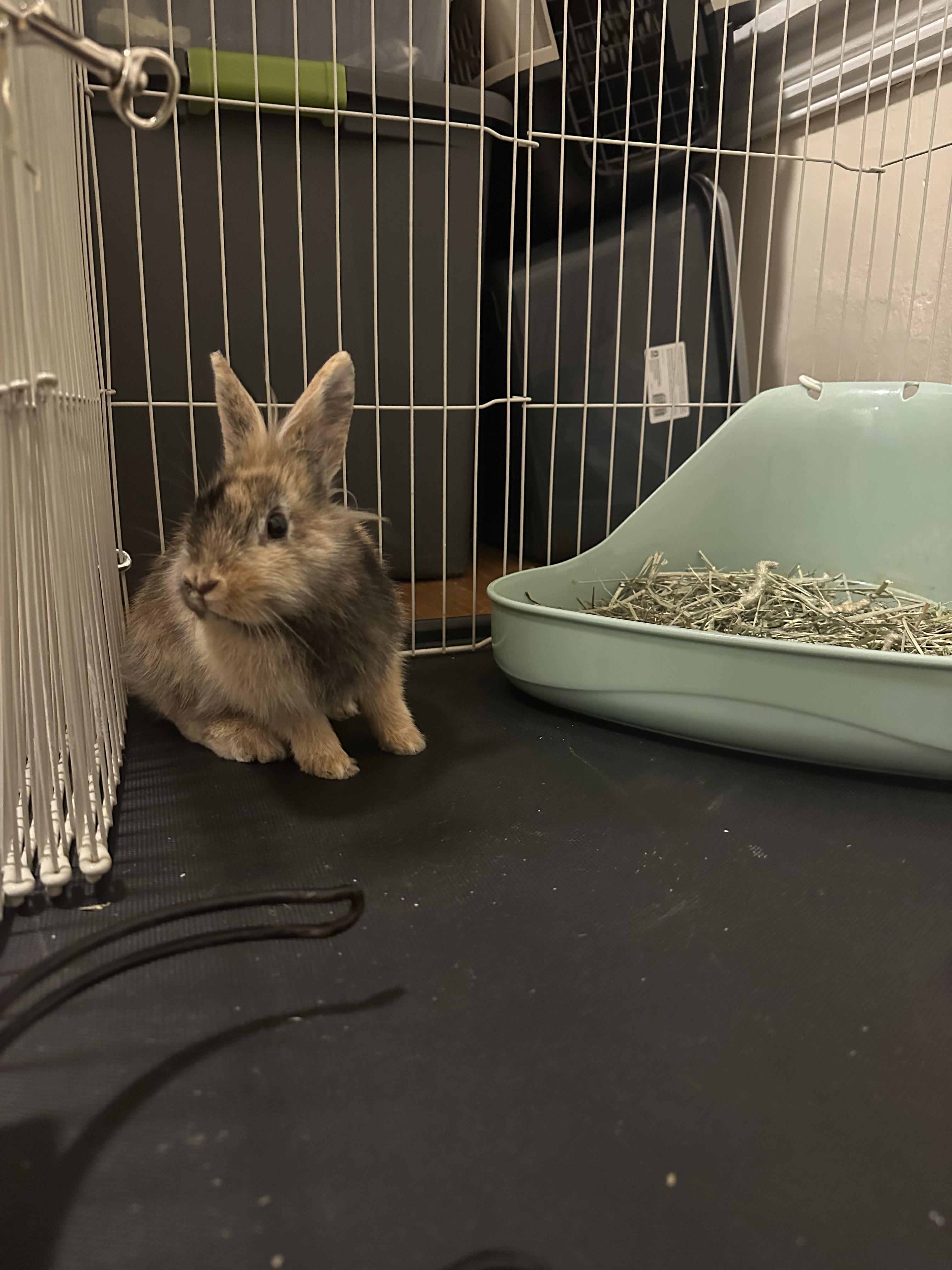 Enlarge Timothy, a ADOPTABLE mixed breed in Philadelphia, PA image 2/2