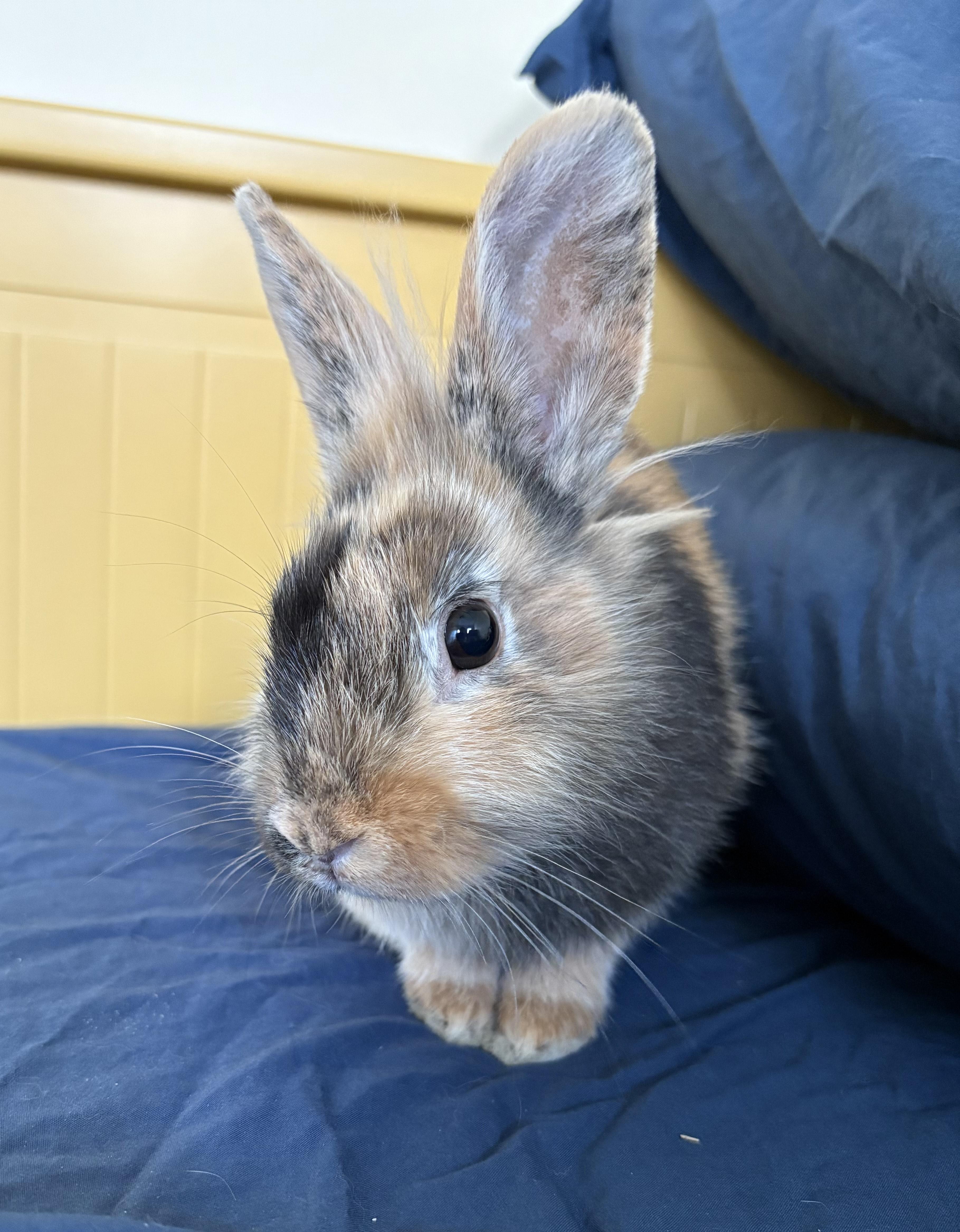 Timothy, ADOPTABLE, Young Male Lionhead & Harlequin.