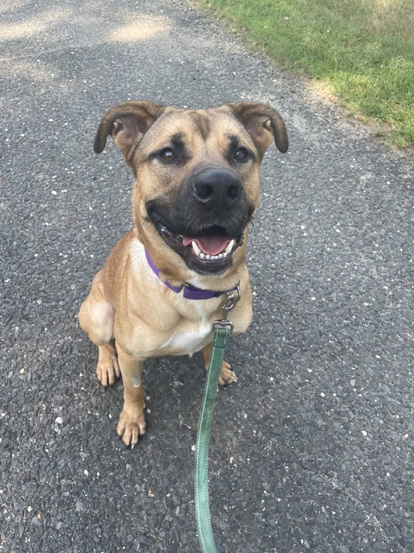 Muddy , a Adoptable mixed breed in Mendham, NJ image 3/11