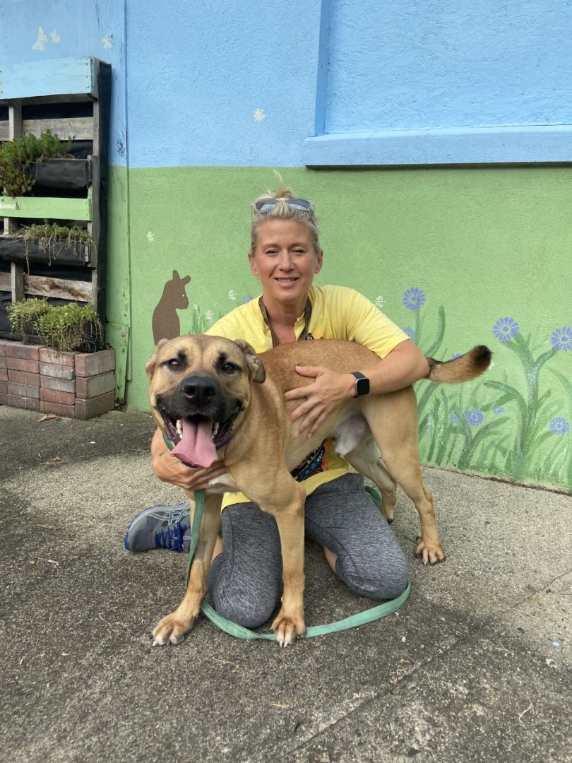 Muddy , a Adoptable mixed breed in Mendham, NJ image 4/11