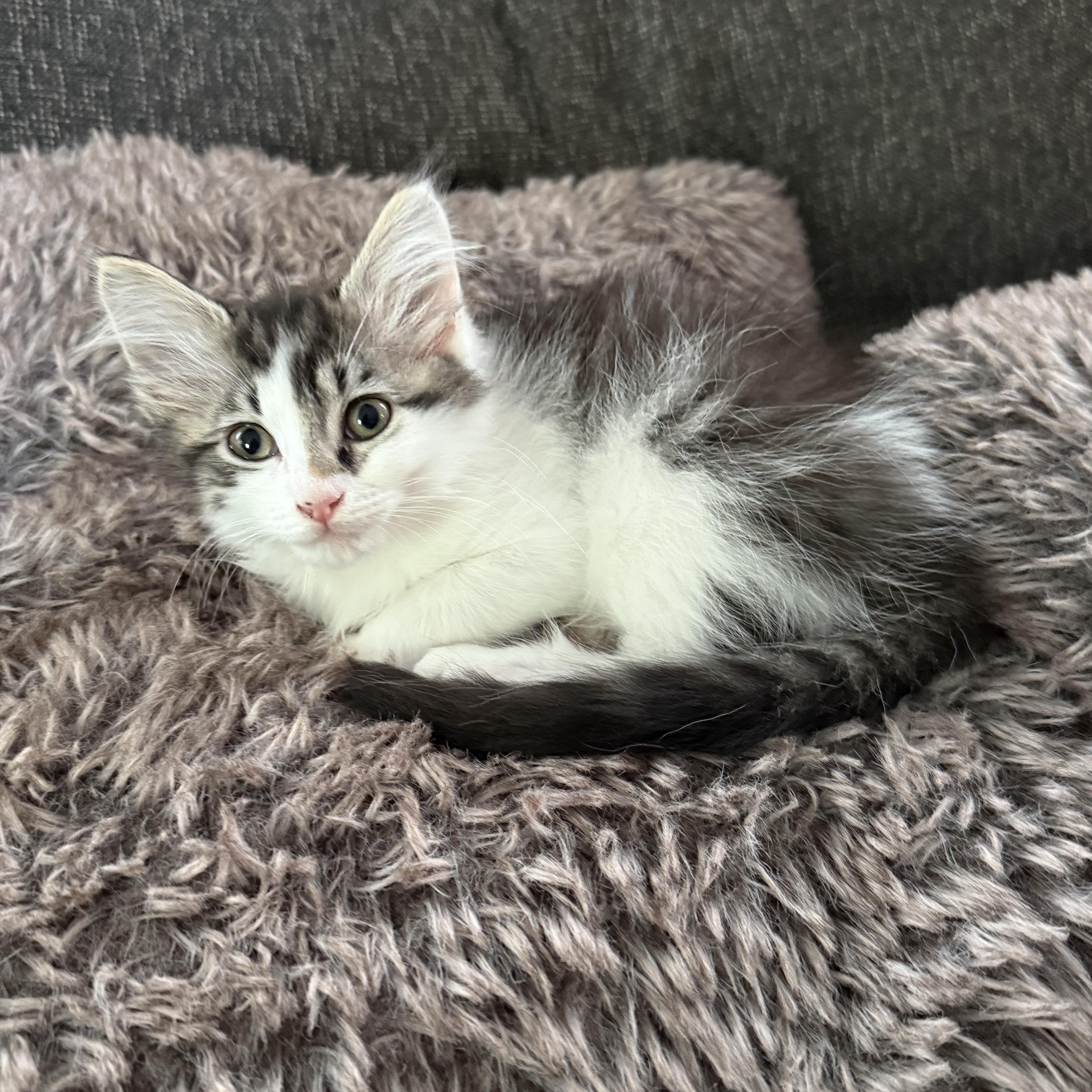 Chubbs, Baby Female Domestic Medium Hair