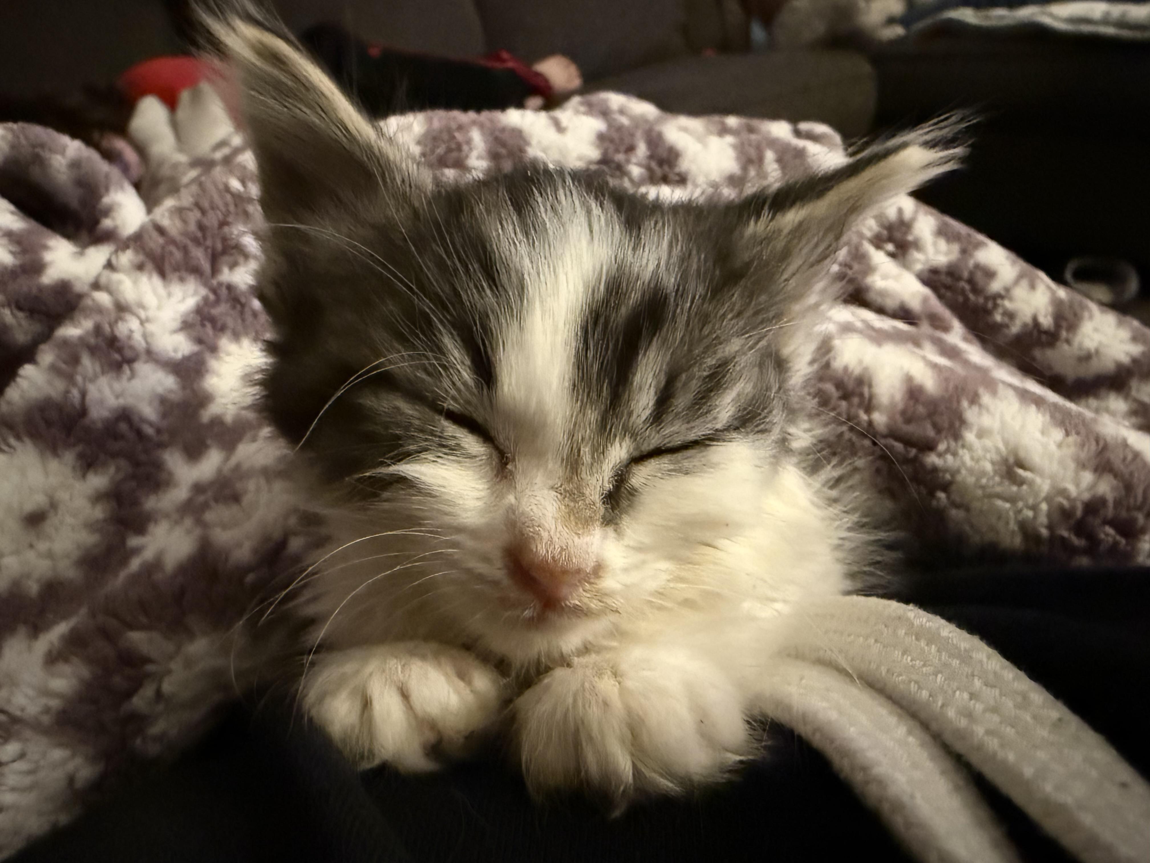 Chubbs photo 2
