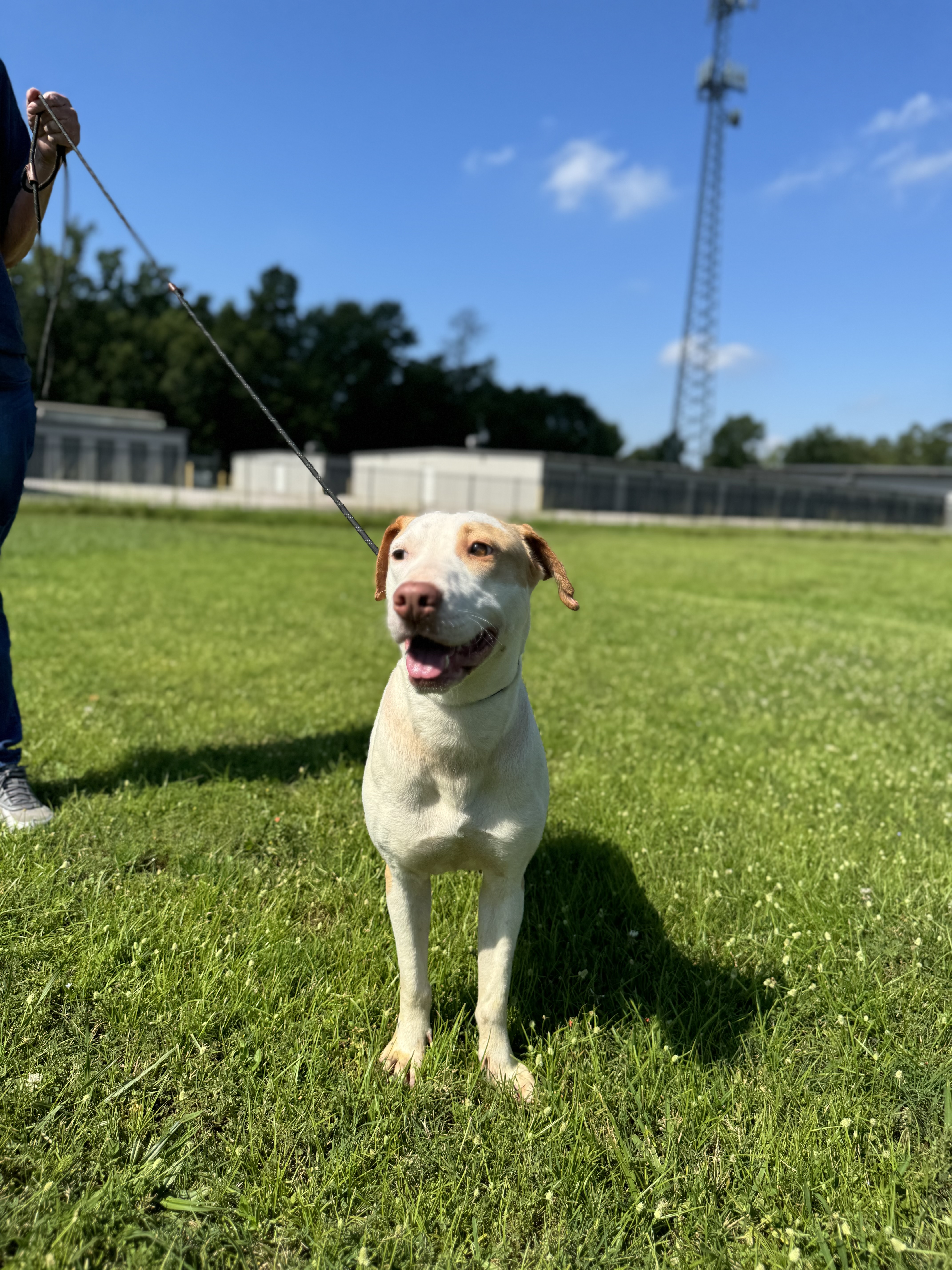 Roz, a Adoptable Pit Bull Terrier in Barkhamsted, CT image 3/6