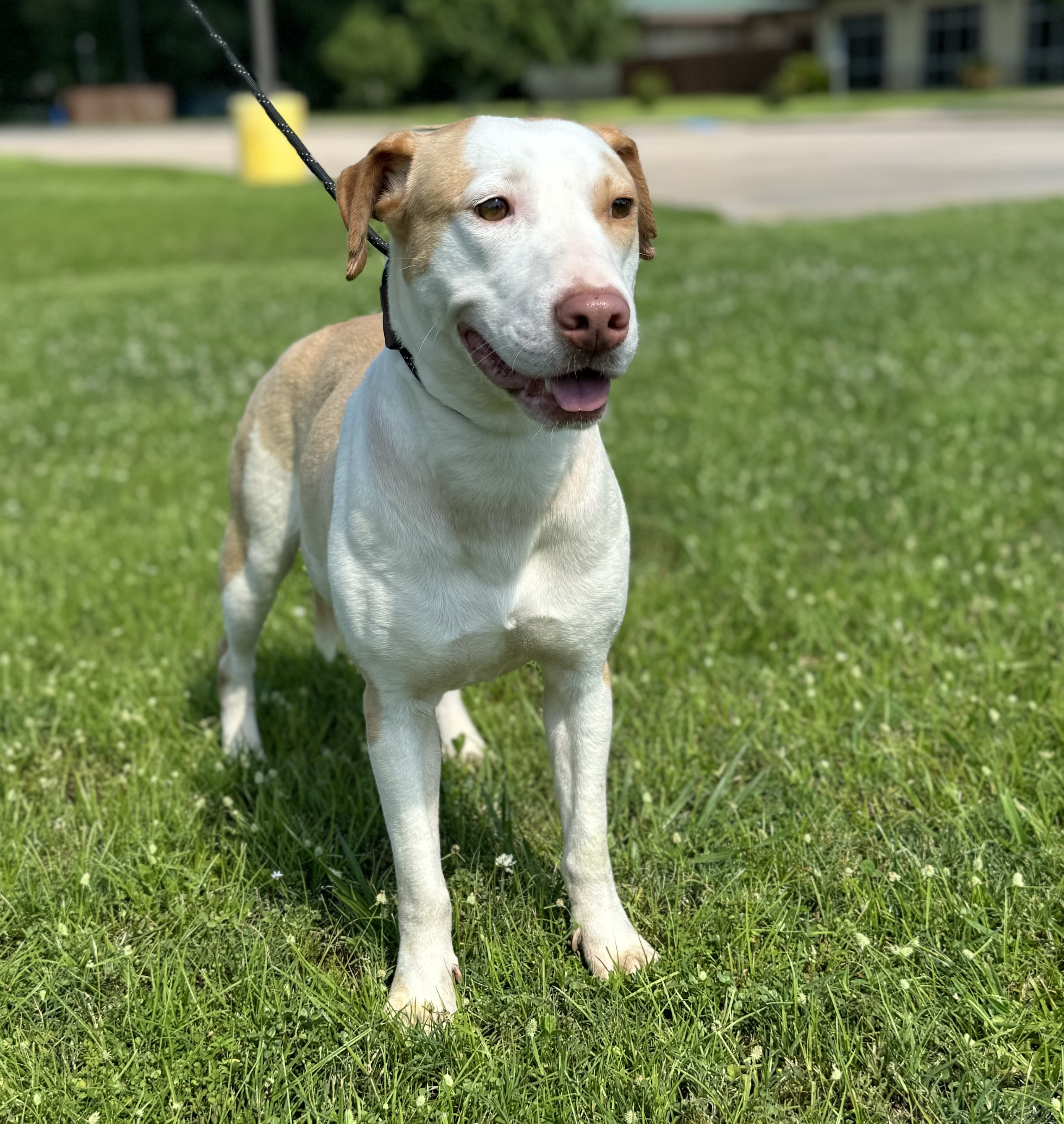 Roz, a Adoptable Pit Bull Terrier in Barkhamsted, CT image 6/6