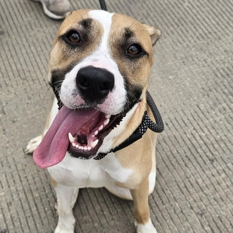 Clara Belle, Adoptable, Young Female Mixed Breed.