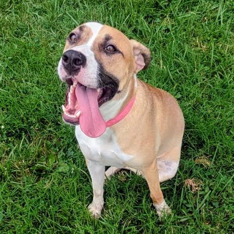 Clara Belle, a Adoptable Mixed Breed in Jeffersonville, IN image 2/2