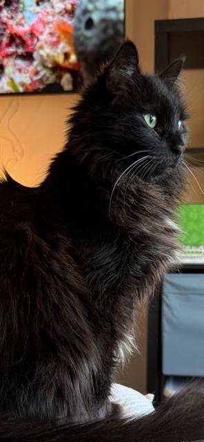 Enlarge Missy, a ADOPTABLE Domestic Medium Hair in Yardley, PA image 2/3