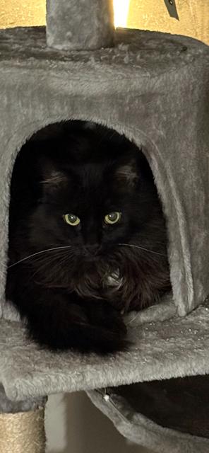 Enlarge Missy, a ADOPTABLE Domestic Medium Hair in Yardley, PA image 3/3