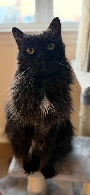 Missy, ADOPTABLE, Adult Female Domestic Medium Hair.