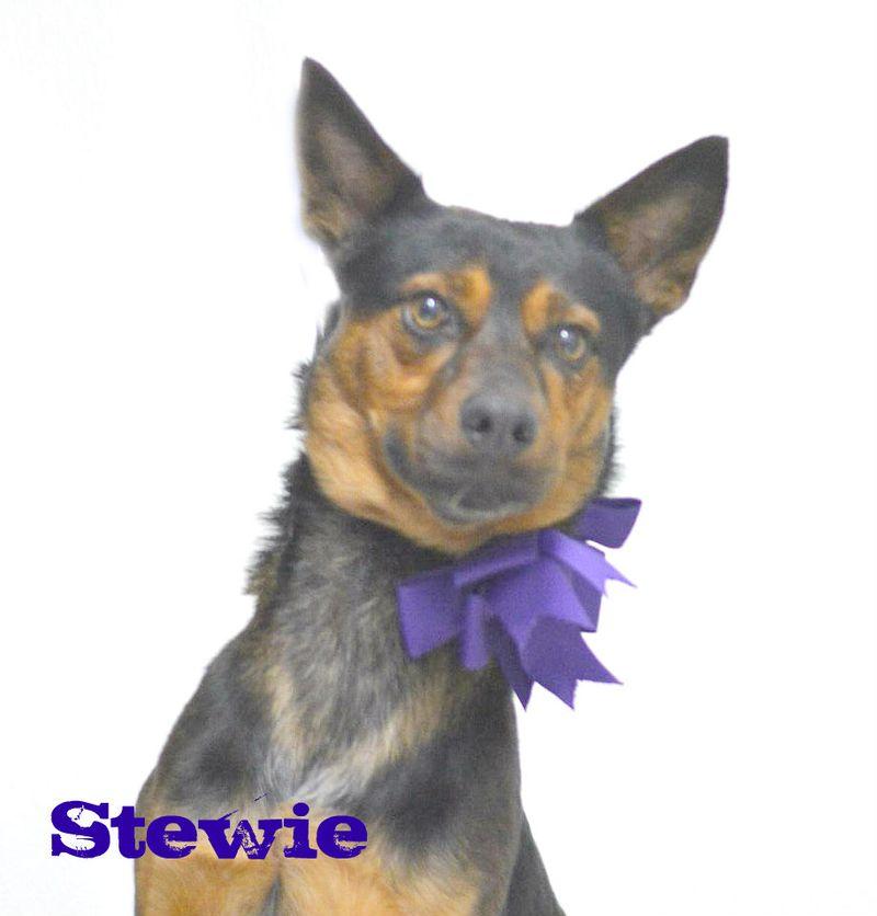 Stewie, Adoptable, Adult Male Australian Kelpie.