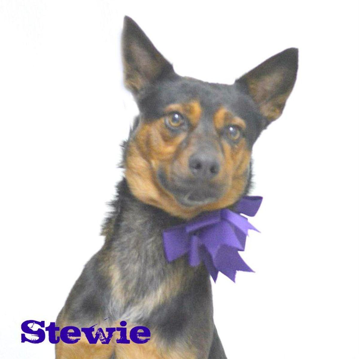 Stewie, Adoptable, Adult Male Australian Kelpie.