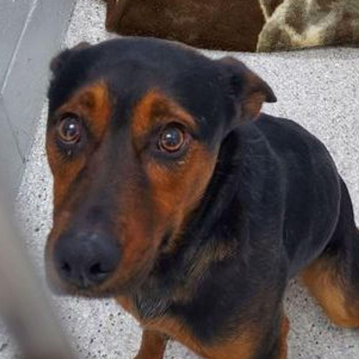 Enlarge Stewie, a Adoptable Australian Kelpie in Lake Havasu City, AZ image 2/2