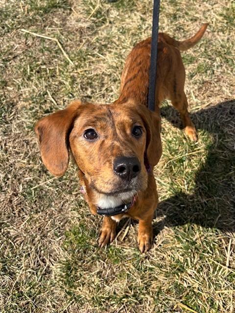 Enlarge LACEY, a Adoptable mixed breed in Leesburg, VA image 1/1