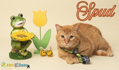 Enlarge Spud, a Adoptable mixed breed in Fairhope, AL image 1/2