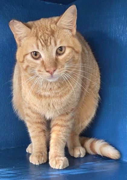 Spud, Adoptable, Adult Male Domestic Short Hair & Domestic Short Hair.