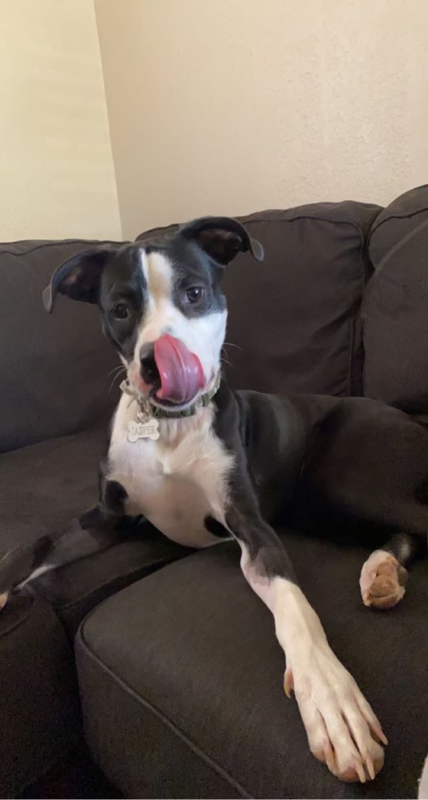 Jasper, Adult Male Pit Bull Terrier