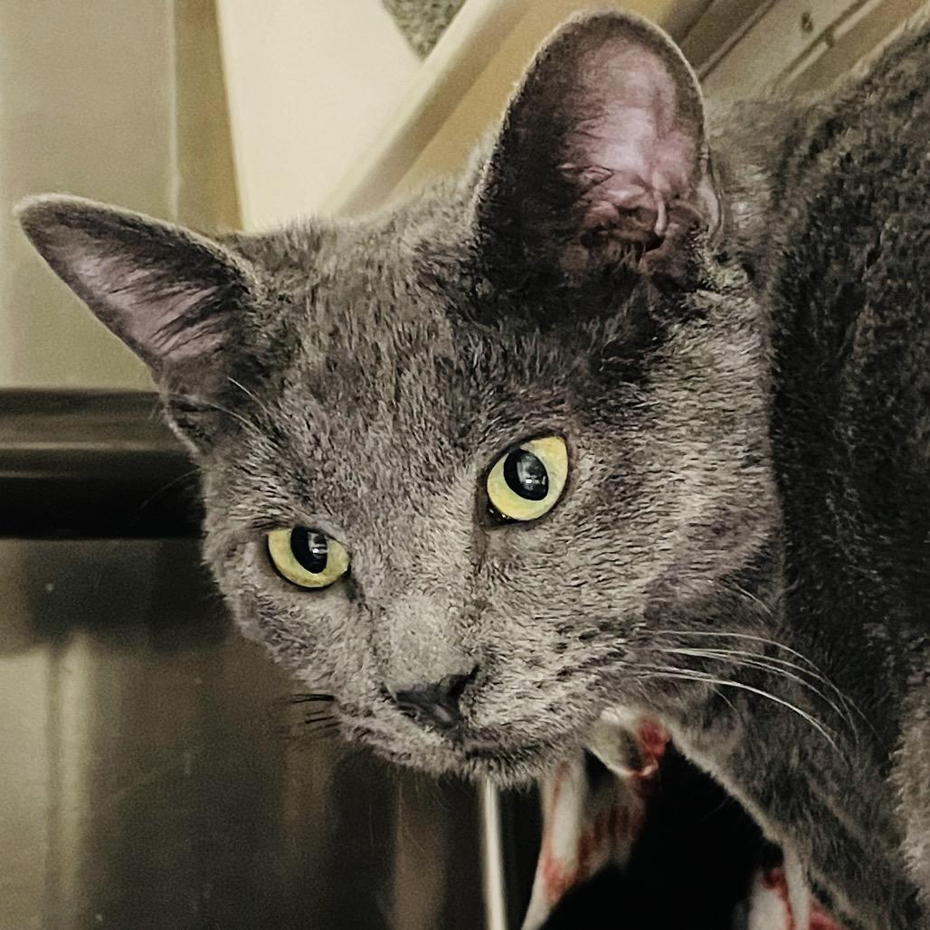 Olivia bonded w/ Olive, Adoptable, Young Female Domestic Short Hair.