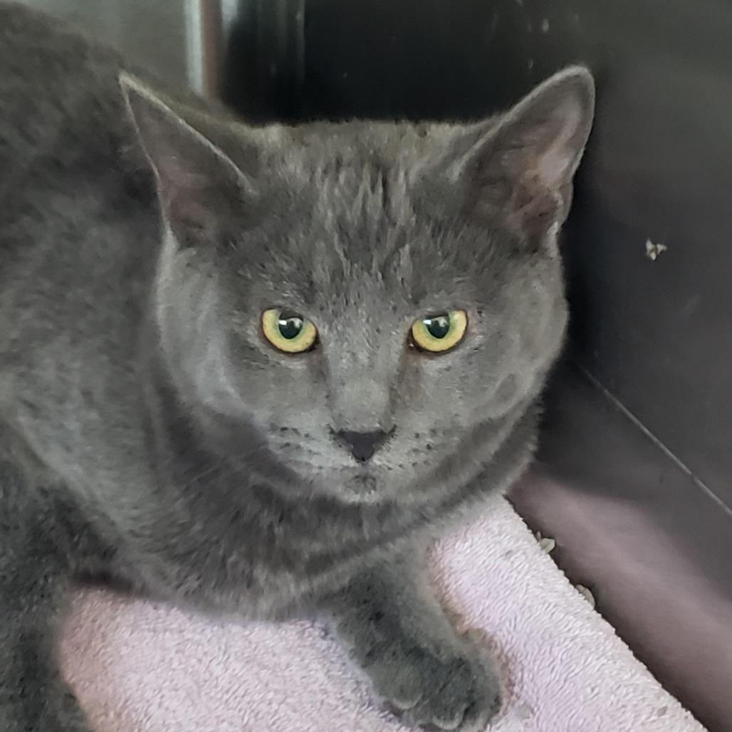 Olivia bonded w/ Olive, a Adoptable Domestic Short Hair in Columbia Station, OH image 2/2